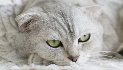 北单官网-十年如一梦，米兰梦回巅峰，伊布还是那个“上帝”